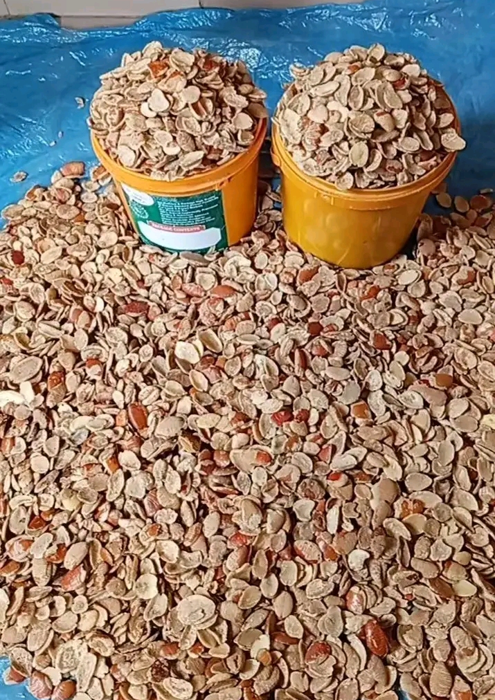 ogbono seeds ogbono seeds